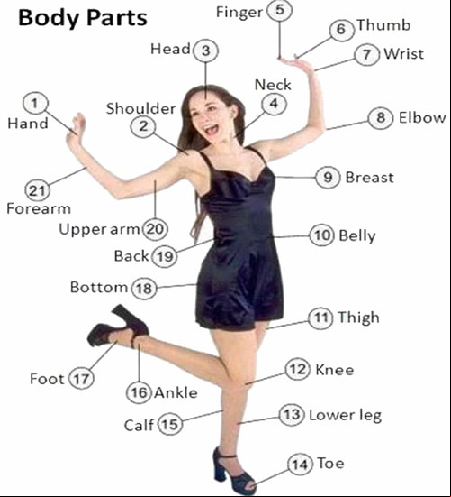 Partes del cuerpo en ingl